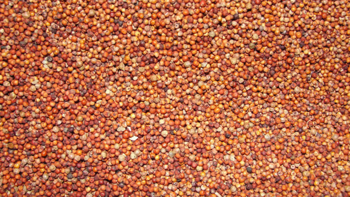 Ragi grains
