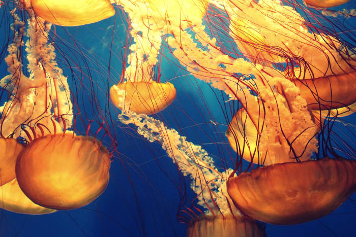 Practicing with your smartphone camera underwater at home will help you get shots of wildlife, such as jellyfish, quickly so you don't spend the whole time fiddling with your phone.