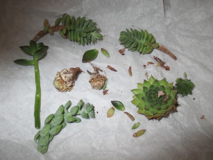 To my delight , these are the Leaves, cuttings and baby succulents I received in the mail from far away friends.