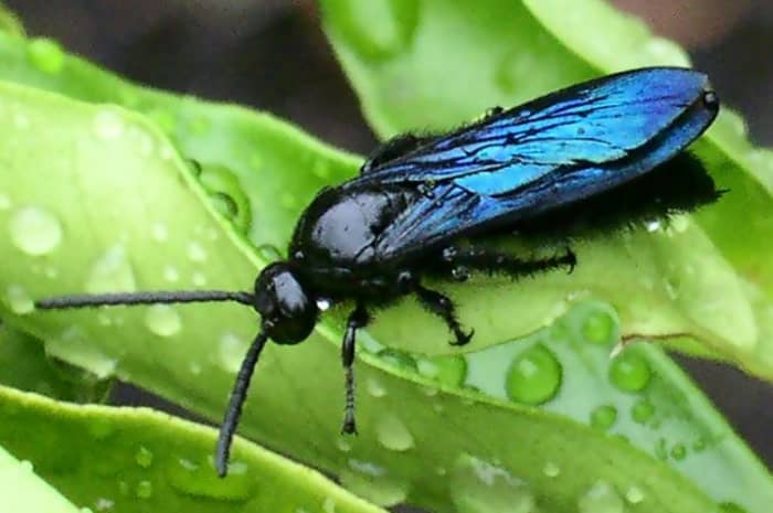 The blue flower wasp (Discolia soror) is also sometimes called the black flower wasp or hairy flower wasp. They are most commonly found in Australia, where they are very much appreciated by gardeners.