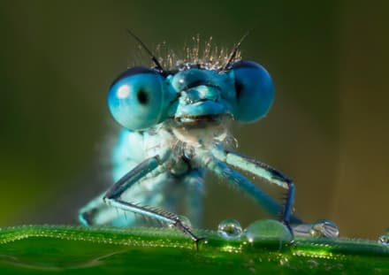 You may never get to see a blue dragonfly up close, but macro nature photographers continue to keep us entertained and informed.