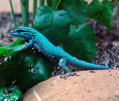 The electric blue gecko, which is found mainly in eastern Tanzania. These shy creatures are tiny (usually about two to two and a half inches long), but have a lifespan of up to 10 years. They love sunshine!