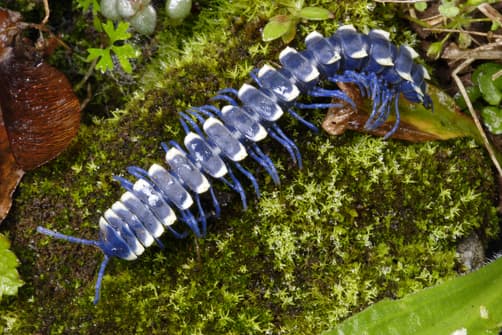 It's important to remember that just because something is beautiful, there's no need to touch - this beauty's toxic secretions are deadly. This is the blue cloud forest millipede (Pararhachistes potosinus) and it is the largest millipede on earth.