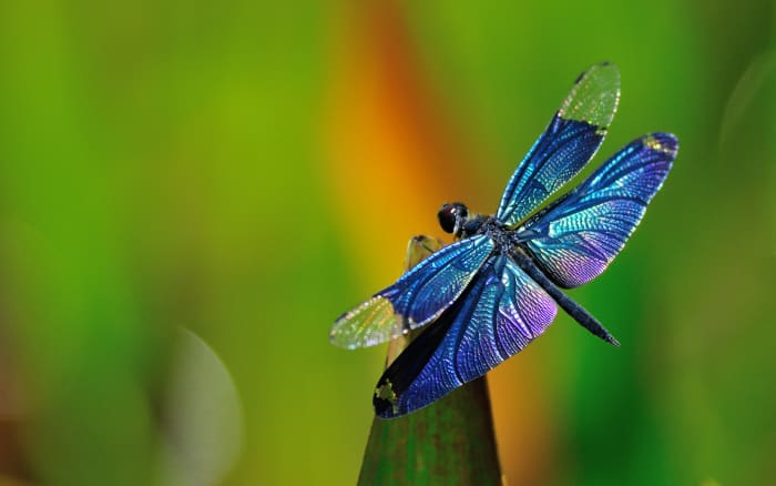 There's no need to be afraid of this beautiful blue dragonfly. He won't sting or bite, but can fly up to about 30 miles per hour, so if you blink you may miss him. Check for these guys around water.