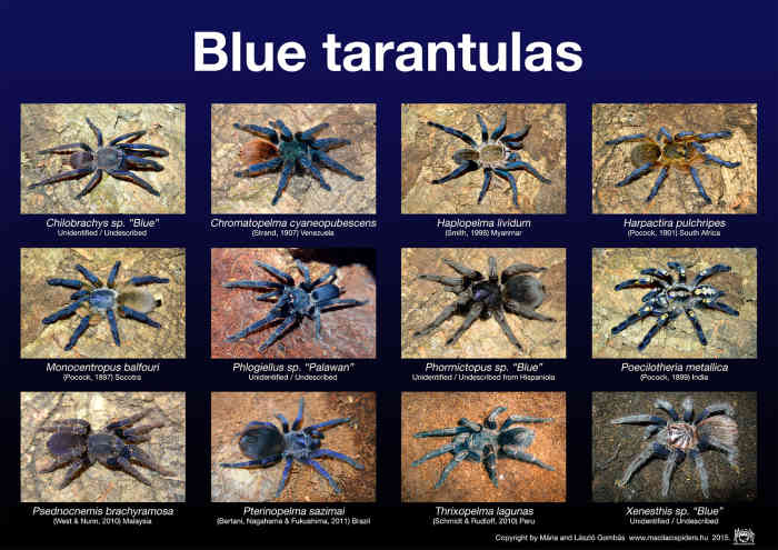 If you just can't get enough of blue spiders in your life, this poster is available online - thanks, but I'm going to pass.