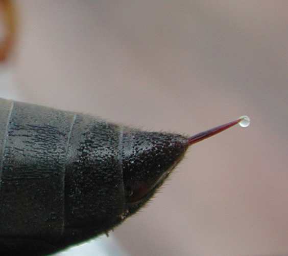 Wasp stinger.