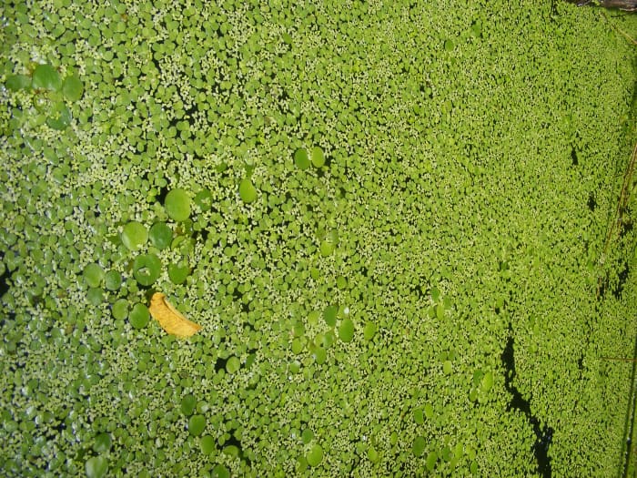 Quick Plant Care Guides How to Grow Duckweed Lemna - HubPages