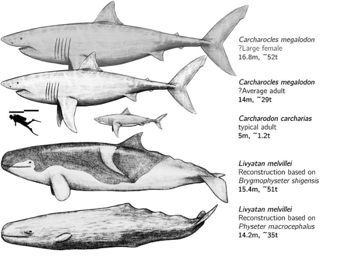 The tiny shark in the middle is a great white. According to a popular theory, they could also have contributed to megalodon's extinction.