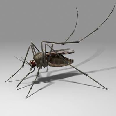 Many people are 'allergic' to mosquito bites just like a wasp or bee sting, though they are not dangerously so.