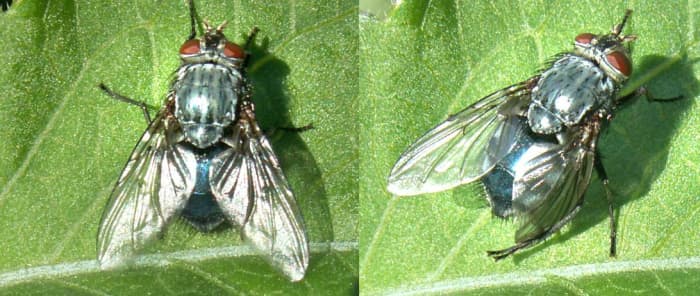 The very common bluebottle housefly doesn't usually bite, but some people swear they are 'food-for-flies'.