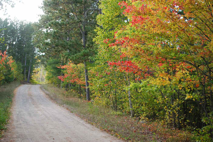 Forestry Road framed with fall colors.
