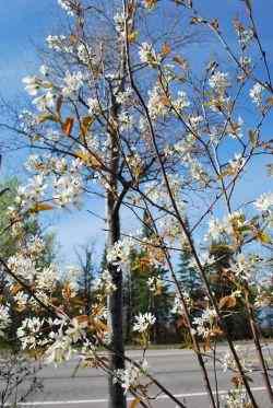 spring flowers near Rainy Lake, International Falls, Minnesota