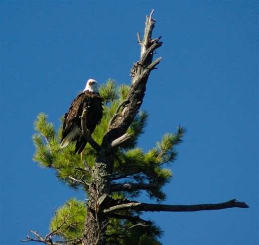 Eagle photo courtesy of Voyageurs National Park