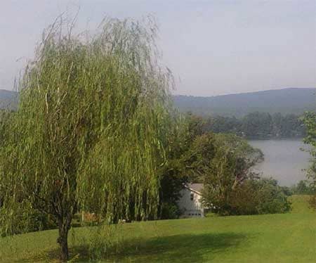 Also known as White Willow, Tree of Enchantment and Witches' Asprin. Once of the seven sacred trees of the Irish, a Druid sacred Tree. The willow is a Moon tree sacred to the White Lady, Its groves were considered magickal for priests, priestesses.