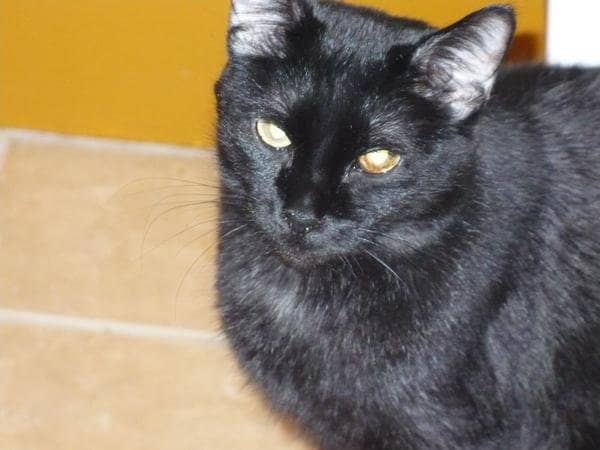 Spritz is a beautiful black cat with a shiny coat. She's brought lots of good luck to her human companions.