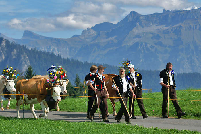 Alpabzug (the great trek back home from the summer pastures). Farmers, herdsmen and cows are dressed up for this special occasion.
