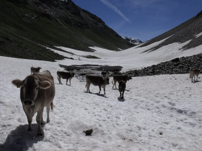 The weather can get pretty rough even in peak summer. Sometimes cows have to be evacuated by helicopter.