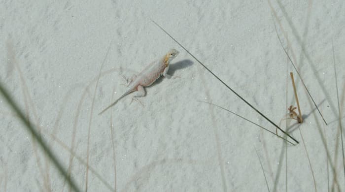 The Bleached Earless Lizard is one of the species of white lizards that lives in the White Sands area.