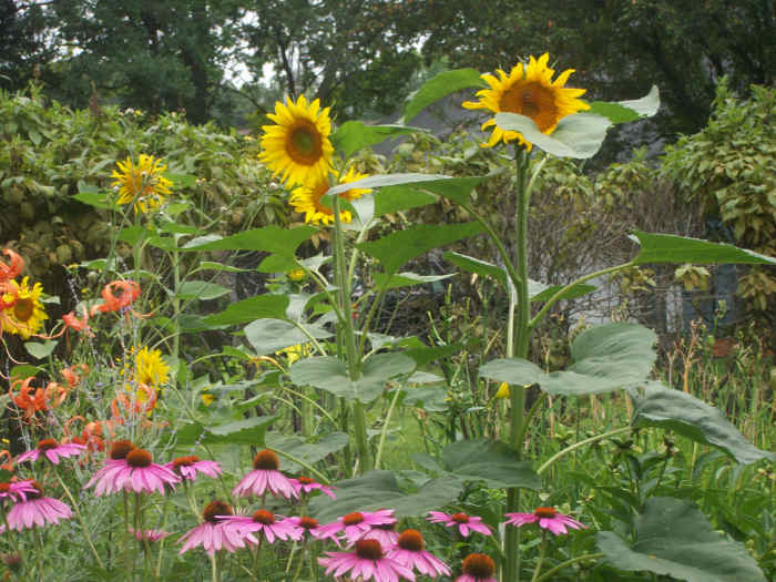 The Story of the Magical Sunflower Garden HubPages