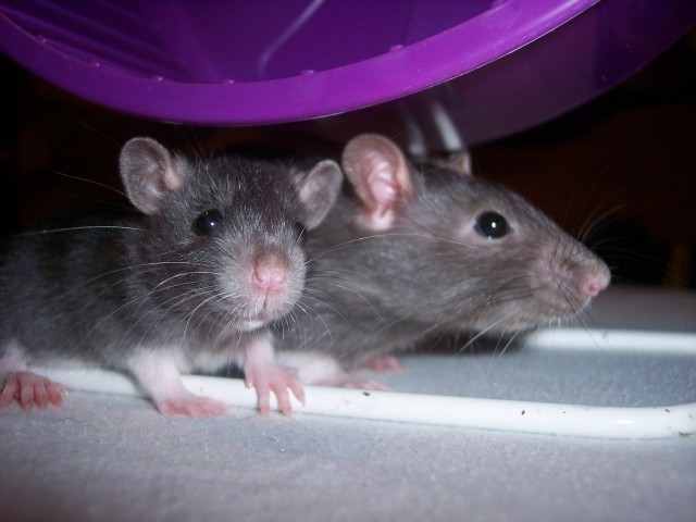 Rats In The House : Keeping Fancy Rats - HubPages