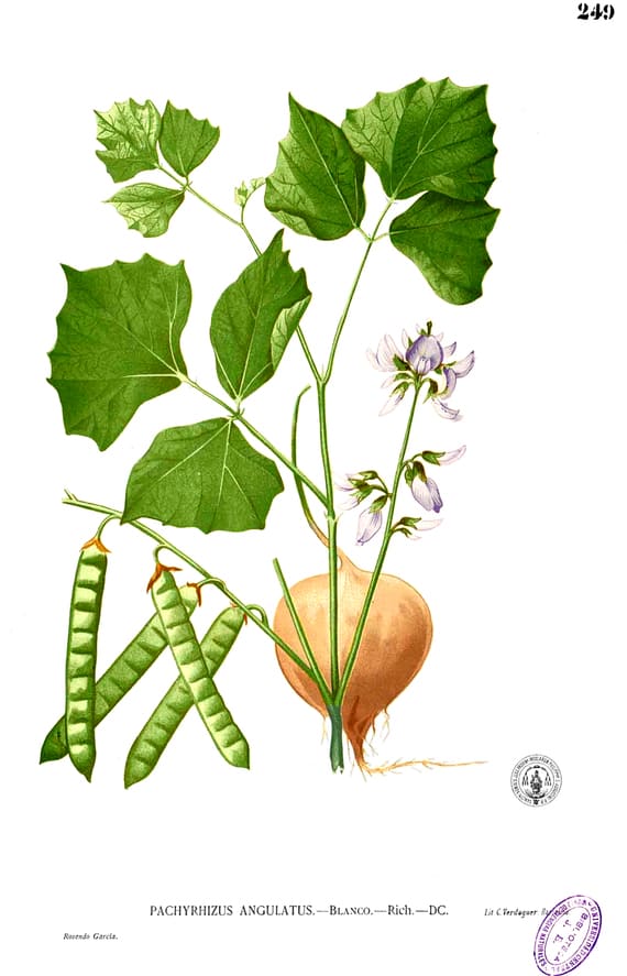 Yam bean (Pachyrrhizus erosus L.)