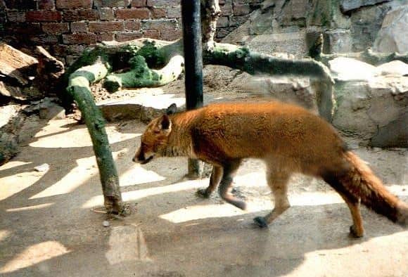 Британская лисица в приюте для животных «Тайный мир» в Девоне.