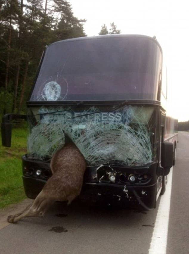 This is the other side of the dashboard shown in the image at the top of the page. Precisely when 555 and 666 were on the odometer, a moose crashed through the window of this bus.