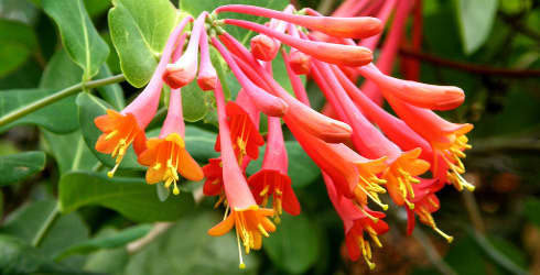 A List of Tubular Flowers: Top 12 Tube-Shaped Flowering Plants - Dengarden