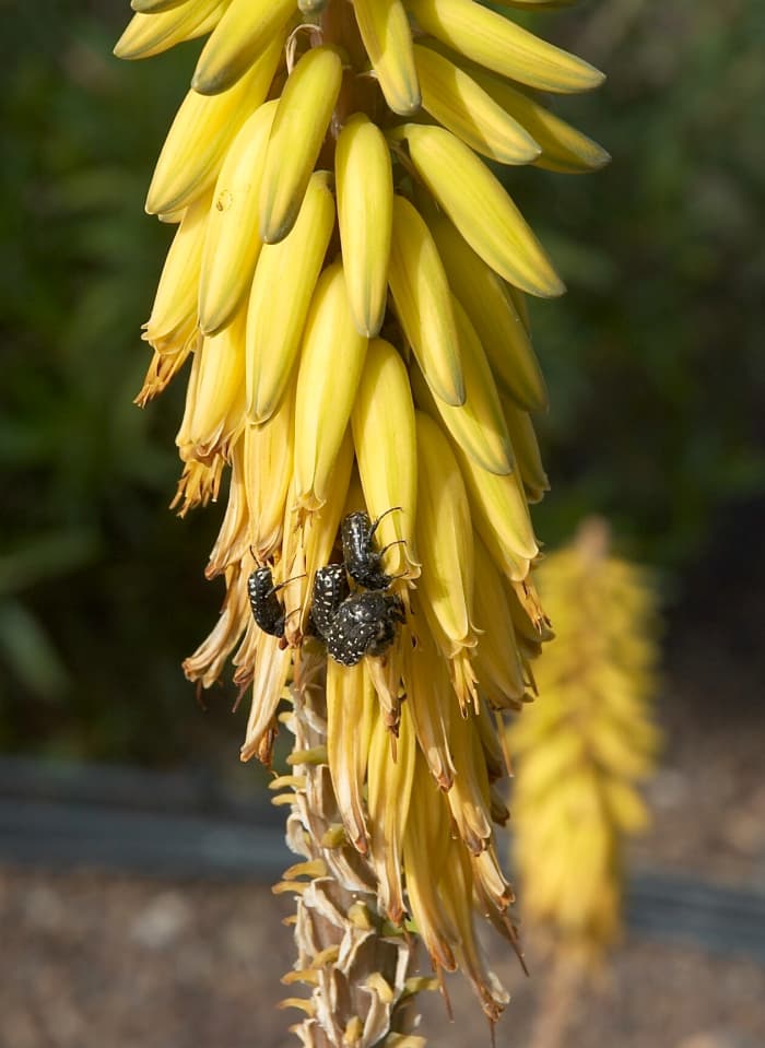 aloe vera flowers