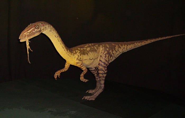 Coelophysis was one of the first dinosaurs and markedly different from other reptiles by being able to stand on two legs and move remarkably fast.