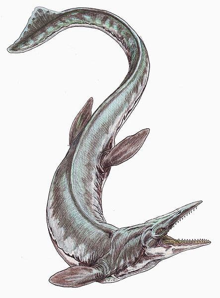 The mosasaurs were the most feared marine predators in the Cretaceous seas, and Tylosaurus was the biggest of them all, growing up to 50 feet long.