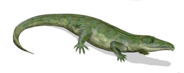 Proterosuchus also lived during the Early Triassic and was a possible ancestor of modern crocodiles.
