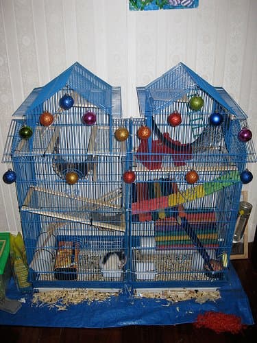 An ornate cage for multiple rats. Fantastic work, but not all rat keepers can afford this type of set up.