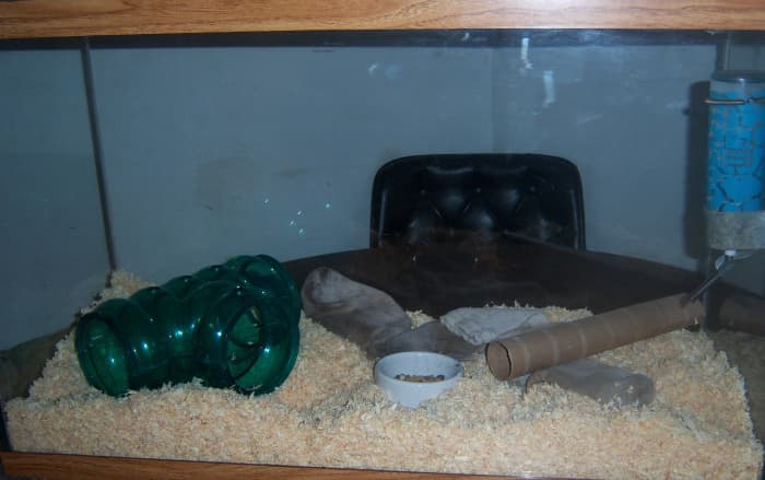 Our simple cage. We play with the rats on a daily basis, but simple toys are rotated over time to keep them occupied when we're elsewhere.