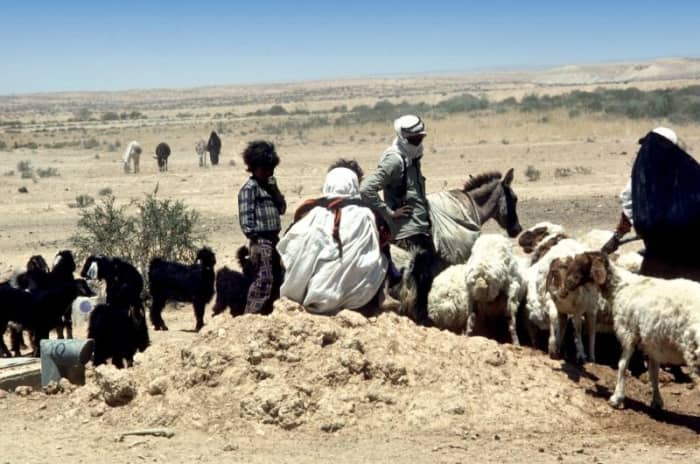 Shepherding was a common Old and New Testament Occupation and still is not uncommon in the Middle East today.