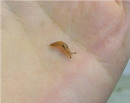 Pet slug: $25 re-homing fee. Have 300 babies left. Slimy, disloyal, bad chewing habits. Litterbox trained.