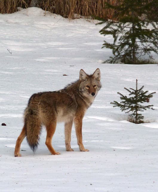 Coyotes pose far more of a danger to livestock than people. When they mate with domestic dogs, they produce an aggressive offspring known as "coydogs".