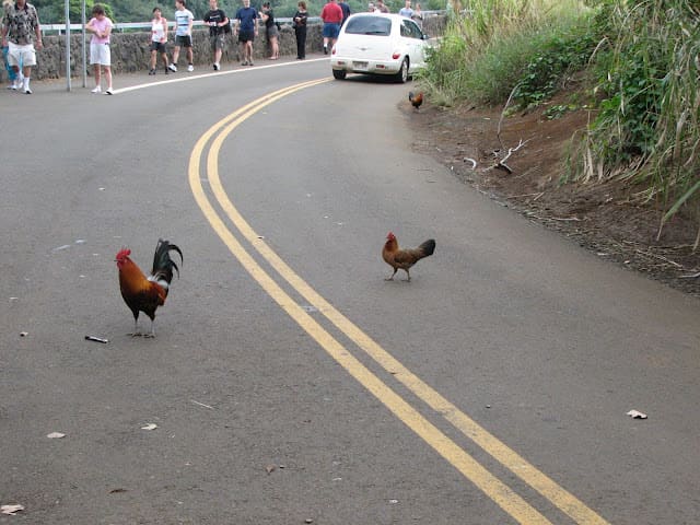 The aim of these chickens is to get to the other side of the road. poor chickens those nasty people are laughing at them.