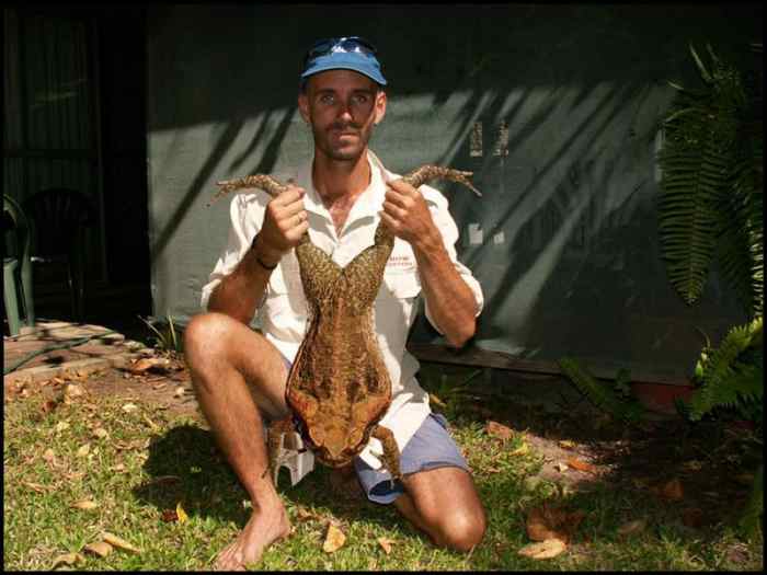 The Cane Toad Australia's Greatest Pest PetHelpful
