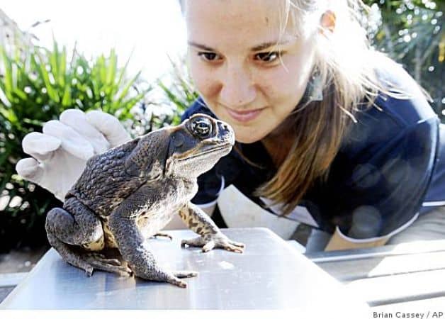 The Cane Toad Australias Greatest Pest Pethelpful