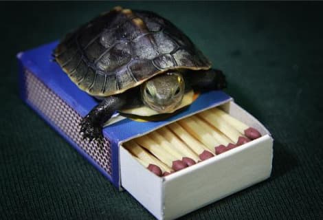 Chinese box turtles are quite social and congregate in groups. In captivity they have been known to live up to 50 years.