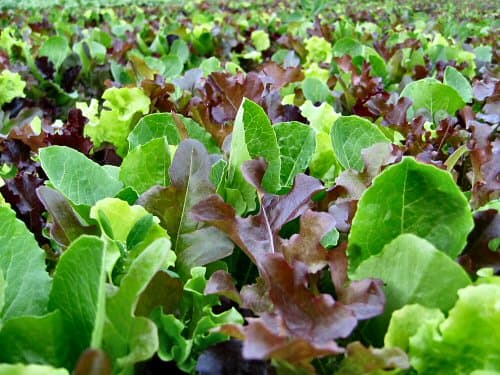 This guide will break down everything you need to know to grow your own mixed greens, also known as mesclun.