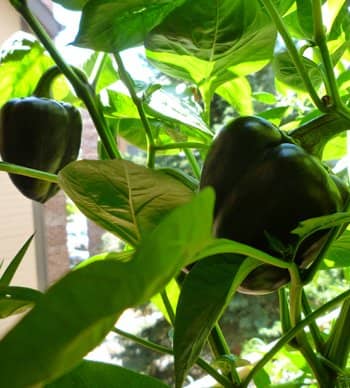 Purple Beauty Bell Peppers. Grown in a container on a patio, these plants attracted a lot of attention with their odd colored fruits!