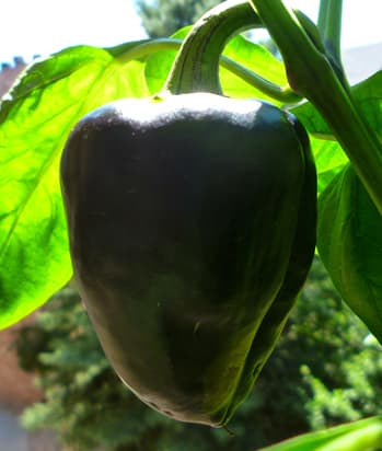 Ripe Purple Beauty bell peppers will turn a deep red color. This particular pepper is about 10-20 days away from totally ripening.