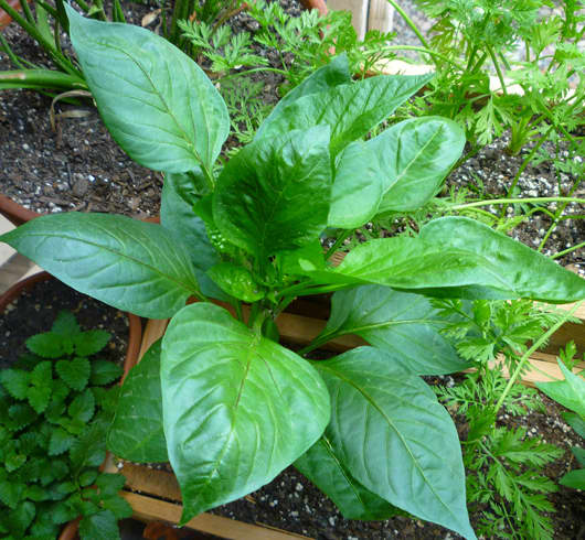 Young Purple Beauty Bell Pepper Plant. This plant was grown in a large container with a few other pepper plants.