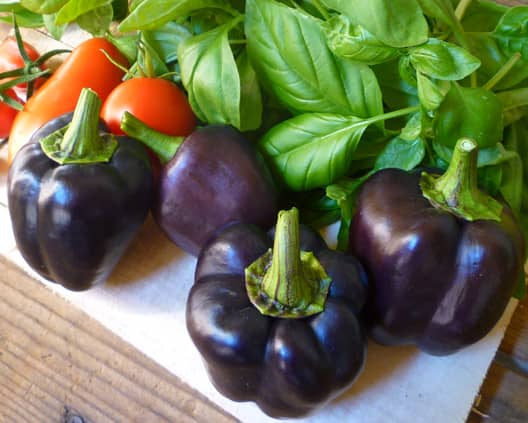 Harvested Purple Beauty Bell Peppers. While the fruits look very appealing, these four purple bell peppers were the bulk of the summer 2013 harvest.