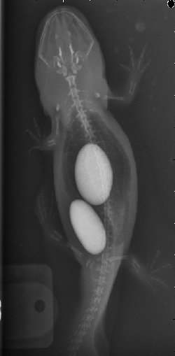 This photo is from a member in the Caudata.org Axolotl Forum. It's an X-ray of an axolotl that has inhaled/eaten gravel.