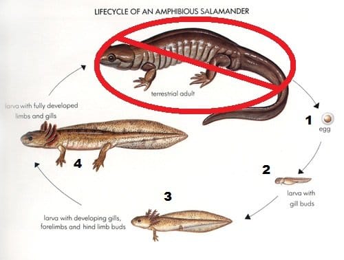 An axolotl is a type of water salamander that is stuck in its larval stage like a permanent tadpole, never growing up to be an adult.