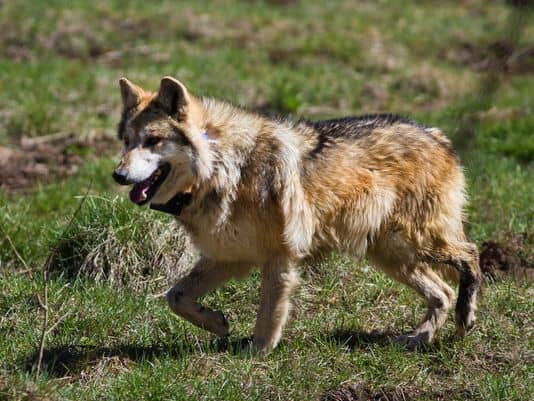 7 Friendly Wolves That Make Good Pets - HubPages