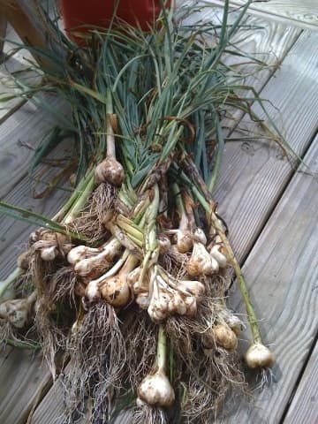 Some of my garlic was harvested late. It was hard to tell when it was ready. One sign I will remember was when the plants began to send up extra shoots.